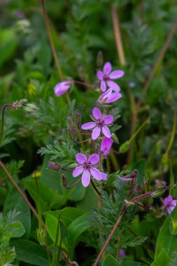 Erodyum cicutarium 'un pembe çiçekleri yemyeşil yapraklar arasında hayat ve renklerle dolu canlı bir bahar ortamını göstererek ortaya çıkar..