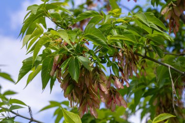 Bir grup yaşlı samaras canlı yeşil yapraklar arasında asılı güneşli bir öğleden sonra ağacın hızlı büyümesini ve mevsimsel güzellik parkını gösteriyor..