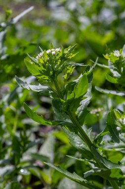 Pennycress tarlası, açık alanlarda tipik bir ilkbahar erken büyüme tipik olarak küçük beyaz çiçek kümeleri ve canlı yeşil yapraklar gösteren güneşli bir alanda gelişir..