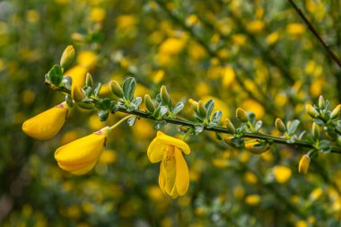 Cytisus scoparius, yaygın olarak Scotch Broom olarak bilinir canlı sarı çiçekler ve küçük üç yapraklı yapraklarla gelişir ve ilkbaharda çarpıcı bir görüntü yaratır..