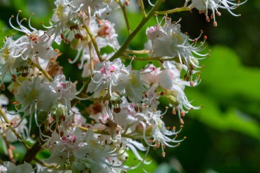 Aesculus 'un sersemletici yakın çekimi hipokranyum çiçekleri sergileniyor. Sergilenen karmaşık beyaz çiçekler, sakin bir bahçede yeşil bir arka planda sergileniyor..