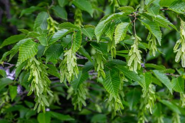 Avrupa boynuz direğinin dalları parlak dişli yapraklar ve kanatlı meyve kümelerinin ılık bir bahar gününde huzurlu bir parkta serpildiğini gösteriyor..