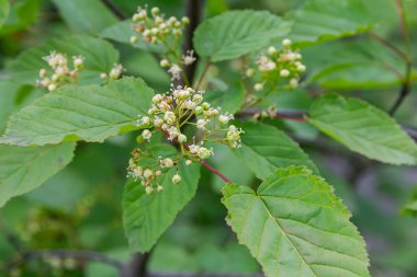 Bahar, canlı yeşil-beyaz çiçek kümeleri ve Tatarya Akçaağacı 'nda taze yuvarlak yapraklar getirir. Renkli bahçe manzarasını tam çiçeklendirir..