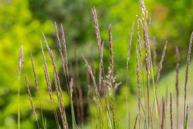 Kadife Çimen, ince saplarını ve güzel mor çiçeklerini sergilerken sıcak güneş ışığında güneşlenir ve yeşilliklerle çevrilidir..