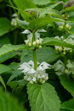 Beyaz ölü ısırgan otu narin beyaz çiçekler ve canlı yeşil dişli yapraklar sergiliyor bahar güneşinin altında yemyeşil bir bahçede büyüyen yapraklar..
