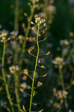 Capsella bursa-pastoris küçük beyaz çiçek kümelerini kalp şeklinde tohum kabukları ile ince yeşil gövdeler üzerinde canlı bir bahar ayarı içinde ortaya çıkar.