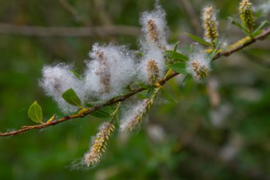 Beyaz Söğüt ağaçlarının kabarık katkinleri suyun yanında gelişir. Bahar mevsiminde yumuşak bir ruhani atmosfer yaratır. Doğanın güzelliğini ve huzurunu ön plana çıkarır..