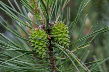 Parlak yeşil kozalaklar İskoçların çam dallarında ortaya çıkar. İnce, uzun iğnelerle çevrili bir ormanda. Doğada ilkbaharın yeniden doğuşunun sinyallerini verir..