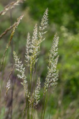Kentucky 'nin uzun mavi çimenleri sergiliyor. Sıcak bir yaz gününde yeşil bir çayırda yavaşça sallanan ve çeşitli polen taşıyıcıları cezbeden havadar paniklemesi çiçek açıyor..