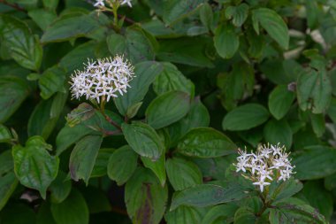 Bu yaygın Dogwood çalısı, baharın bahçeye gelişinin güzelliğini vurgulayan yeşil yapraklarla çevrili beyaz çiçek kümelerini barındırır..