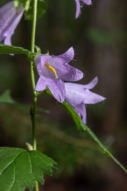 Sürünen çan çiçekleri, yumuşak lavanta yapraklarını yemyeşil bir ortamda sergiliyor. Canlı yapraklar arasında tozlaştırıcıları kendine çekiyor..