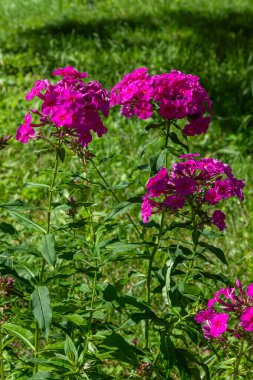 Bereketli yeşil çimenler, zengin renklerini ve güzel yaz güneşini neşeyle açan canlı pembe fenikülaz çiçekleri için bir fon görevi görür..