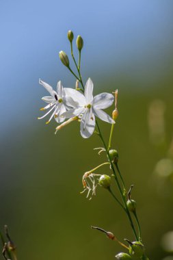 St. Bernard zambağı, tipik bahar mevsiminde güneşli yemyeşil bir ortamda gelişen bulanık yeşil bir arka plana karşı narin beyaz çiçekler sergiliyor..