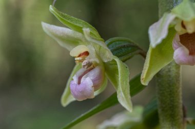 Violet Helleborine, narin soluk yeşil çiçeklerini sakin bir ormanlık alanda sergiliyor. Yazın erken saatlerinde doğal ışıktaki floranın güzelliğini temsil ediyor..