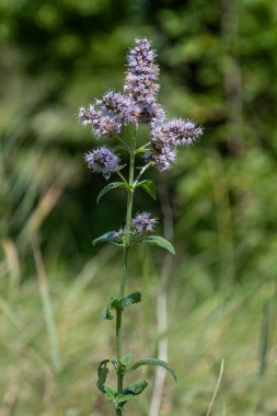 Nane şekeri sergilenir aromatik lavanta çiçekleri yemyeşil ortamda güneşli bir yaz gününde nemli doğal ortamında gelişir..