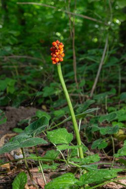 Arum maculatum olarak da bilinen yapayalnız guguk kuşu ormandaki zengin yeşil yapraklarla çevrili canlı turuncu böğürtlen kümeleriyle dimdik ayakta duruyor..