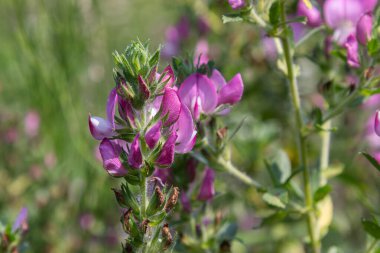 Ononis arvensis 'in canlı mor çiçekleri güneşli bir alanda çiçek açarak polen taşıyıcıları çeker ve bahar sonlarında çarpıcı renkleriyle manzarayı güçlendirir..