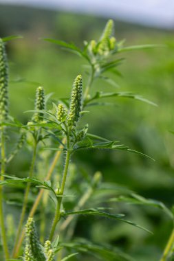Yaygın yosun, bereketli yeşillikler arasında belirgin bir şekilde sergileniyor. Açık bir alanda yaz mevsiminin en yoğun olduğu dönemde kendine özgü çiçek açan sivri uçlarını sergiliyor..