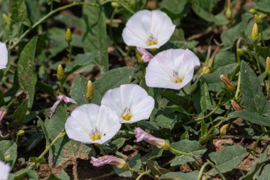 Bereketli yeşil yaprakların arasında açan beyaz Convolvulus arvensis çiçekleri baharın ortasında bir çiftlik bölgesinde canlı bir görüntü oluşturur..