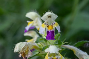 Galeopsis Specosa 'nın parlak mor ve sarı çiçekleri ılıman bir bölgede doğal güneş ışığı altında yakalanan yemyeşil bir ortamda polen taşıyıcılarını çeker..