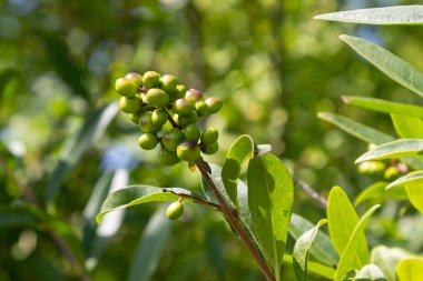 Yazın başında, doğal güzelliği ve büyümesini gösteren yemyeşil yaprakların arasında toplanmış yeşil meyveler..