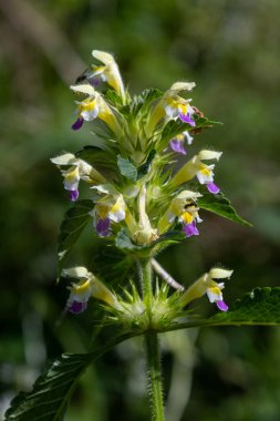 Büyük-çiçekli kenevir-ısırgan otu olarak bilinen Galeopsis spesifidir. Yeşil yaprakların arasında, çarpıcı sarı ve mor çiçekleri sergiler..