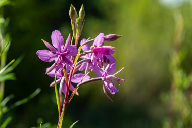 Parlak bir yaz çayırında, yemyeşil çimlerin ortasında narin ateş yosunu çiçekleri, çarpıcı mor yaprakları, sıcak güneşin altında dikkatleri üzerine çekiyor..