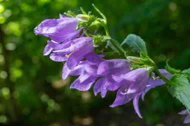 Canlı mor sürünen çan çiçekleri ağaçlık bir kenar boyunca bol bol çiçek açar. Sakin bir bahar gününde güneş ışığını yakalar. Narin taç yapraklarını ve çimenli çevresini gösterir..