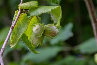 Olgunlaşmamış fındıklar, bahar sonu mevsiminde ılıman bir ormanda yemyeşil yapraklarla kaplanmış dallara asılıp doğanın büyümesini sergiliyorlar..