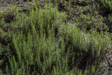 Bereketli yeşil ateş yosunu bitkileri iyi ışıklandırılmış bir alanda gelişerek doğada uyum sağlayabilirliklerini ve güzelliklerini ön plana çıkarırlar. Bu dirençli tür sık sık yaz manzaralarında görülür..