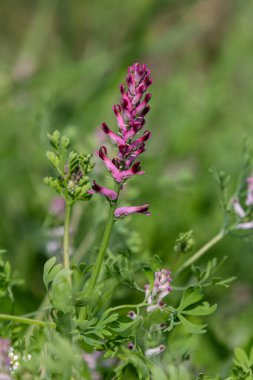 Yaygın dezenfekte ürünleri mor-pembe çiçekleri güneşli bir çayır olan yemyeşil yeşilliklerle çevrili..
