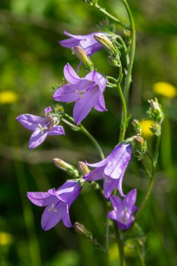 Campanula patula 'nın canlı mor çiçekleri güneşli bir ilkbahar öğleden sonrasında çeşitli bitki ve yabani otlarla çevrili yeşil bir çayırda dimdik durur..