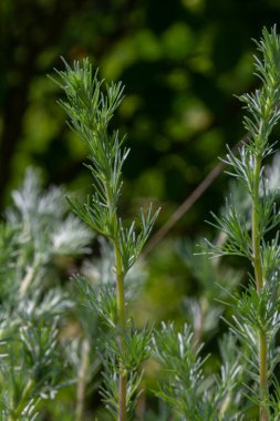 Pelin otları sakin bir bahçede serpilmiş incecik yeşil sapları ve açık bir günde sıcak güneş ışığıyla aydınlatılan ince tüylü yaprakları..