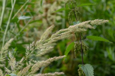 Yeşil bir arazideki diğer bitkilerin arasında siyah eğimli otlar ayakta duruyor. Büyüyen bir ortamda paniklemeleri doğal gün ışığı altında yayılıyor..