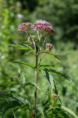 Eupatorium cannabinum, güneşli bir günde yeşil yapraklarla çevrili iken pembe çiçek kümeleriyle uzun süre ayakta kalır..