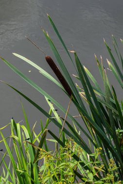 Dar yapraklı kuyruk, uzun yaprakları ve kahverengi dikenleriyle suyun yanında duruyor. Bu sulak arazi bitkisi nemli topraklarda gelişir..