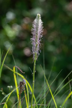 Ağarmış muz açık bir alanda dimdik durur. Yazın parlak güneş ışığı altında etrafını çevreleyen pembe erkek ve yeşil otlar sergileniyor..