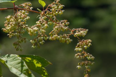 Uzun ömürlü bir asma sarmaşığı koni benzeri çiçek kümeleri yemyeşil bir bahçedeki dallardan sarkmaktadır. Çiçekleri çevreleyen yeşil yapraklar doğal bir manzara yaratıyor..