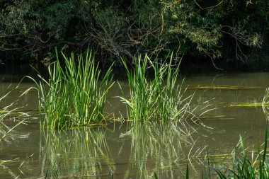 Reed Sweet-grass olarak da bilinen gliseria maxima büyük paniklerle sığ sularda yetişir. Güneş ışığı, bitkilerin yoğun bir alanının yakınındaki su yüzeyinden yansıyor..