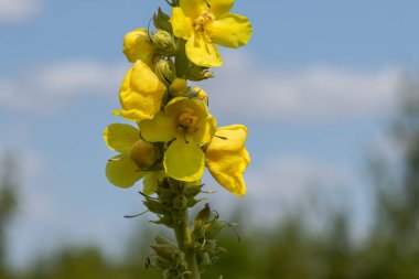 Yoğun çiçeğin durduğu yerde, sarı çiçekler gökyüzüne doğru uzanıyor. Gündüz vakti bitkilerle çevrili güneşli bir alanda..