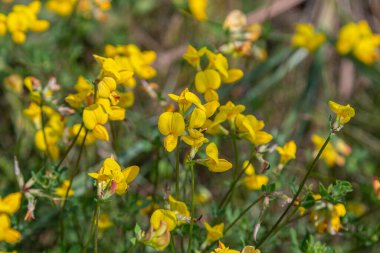 Lotus corniculatus sarı çiçek kümeleri bir bahçe alanında yetişir. Bu çiçekler parlak gün ışığında görülebilir ve sarı renkli bir karışım sergiler..