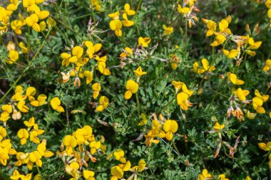 Sarı nilüfer çiçekleri parlak güneş ışığı altında çiçek açar. Bahar mevsimi boyunca eşsiz şekillerini ve canlı renklerini sergiler..
