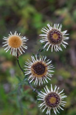Carline devedikeni çiçekleri tomurcuklarını vahşi bir tarlada gösteriyor. Bu sahne, yazın sonlarına doğru doğayı çekiyor. Toprak renklerini ve dokularını vurguluyor..