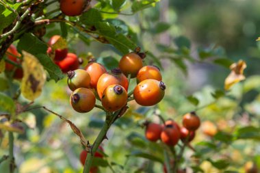 Bir yabani gül çalısı, öğleden sonra saatlerinde, parlak güneş ışığı altında yeşil yapraklar arasında turuncu kırmızı kalça kümelerini sergiler..