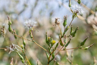 Dikenli marul, küçük sarı çiçekler ve karahindiba gibi tohumların güneşli bir ortamda yayılmasıyla dimdik ayakta duruyor. Sahne, gün ışığında gelişen bitkileri yakalıyor..