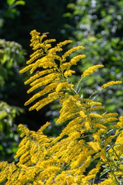 Uzun ömürlü Kanada altın sarısı, güneşli bir yaz gününde yeşil yapraklar arasında parlak sarı tüyler sergiliyor..