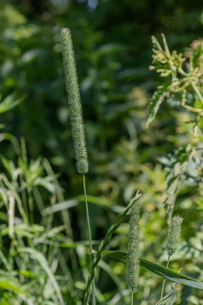 Timothy çimleri, sık çiçek başları ile bir tarlada yeşil bitkiler arasında dimdik ayakta duruyor. Gündüz vakti güneş ışığı çimenleri canlı bir ortamda parlaklaştırır..