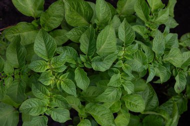 Bereketli yeşil patates bitkileri, yaz mevsiminde sağlıklı büyüme gösteren bir bahçe yatağında canlı yapraklar sergiler. Güneş bu gelişen ekinleri besler..