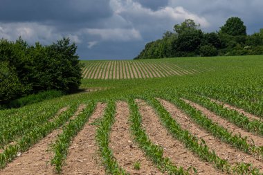 Canlı mısır bitkileri, ağaçlarla çevrili verimli bir tarlada, değişen havanın sinyallerini veren dramatik bulut zeminine karşı gelişir..