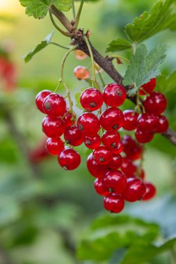 Çiçekli yeşil bir çalıdan sarkan tart kırmızısı üzümü kümeleri güneşli bir bahçede çiğ tanecikleriyle parlıyor. Bu yenilebilir meyveler yaz boyunca dikkat çeker..